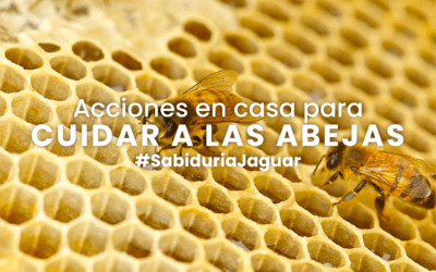 Acciones en casa para cuidar a las abejas